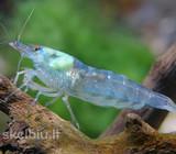 Blue pearl krevetės po 1€