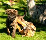 Cane Corso grazuoliai suniukai!!