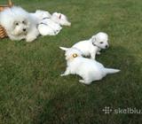 Parduodame kilmingus garbanotojo bišono (Bichon Frise) šuniukus