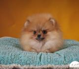 Parduodami Nykštukiniai špicai - Pomeranai